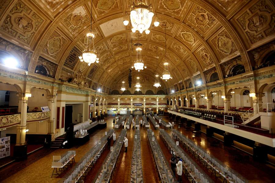 Международная выставка почтовых голубей «Homing Pigeon World Show»