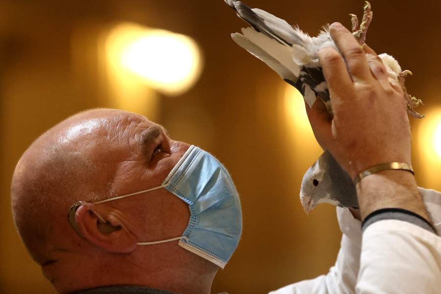 Международная выставка почтовых голубей «Homing Pigeon World Show»