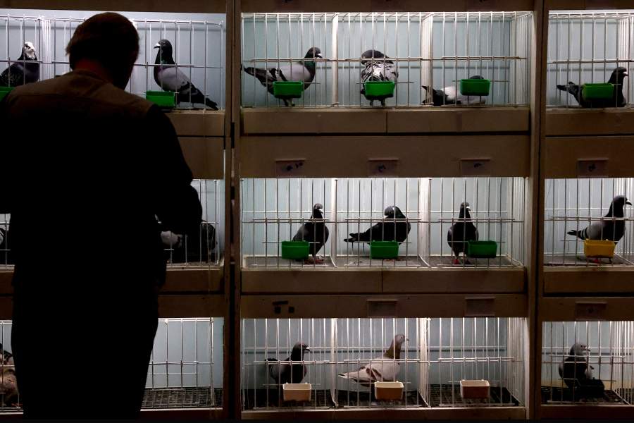 Международная выставка почтовых голубей «Homing Pigeon World Show»