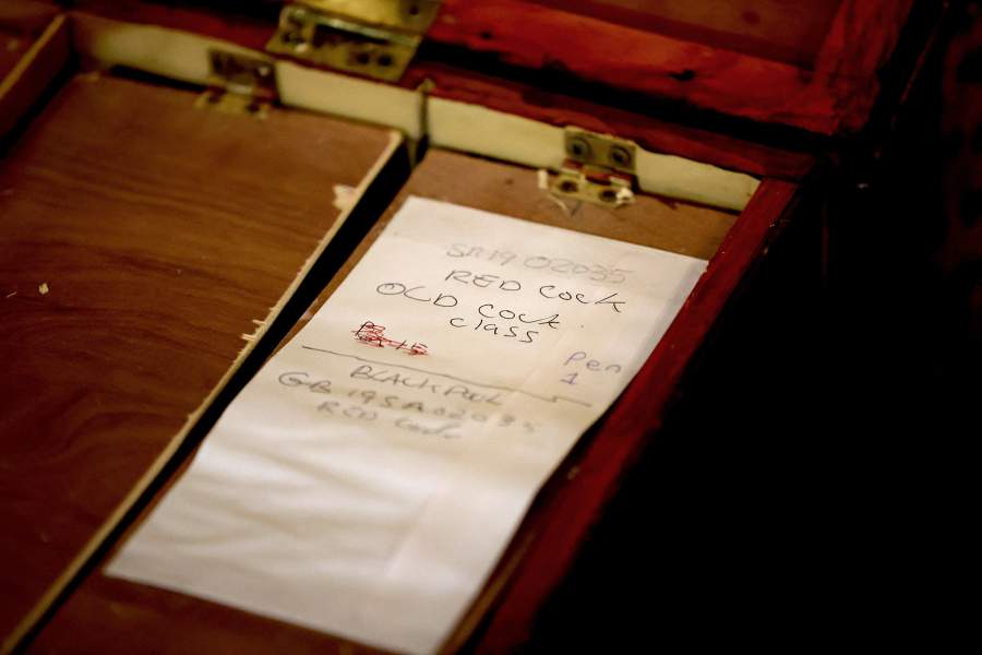 Международная выставка почтовых голубей «Homing Pigeon World Show»