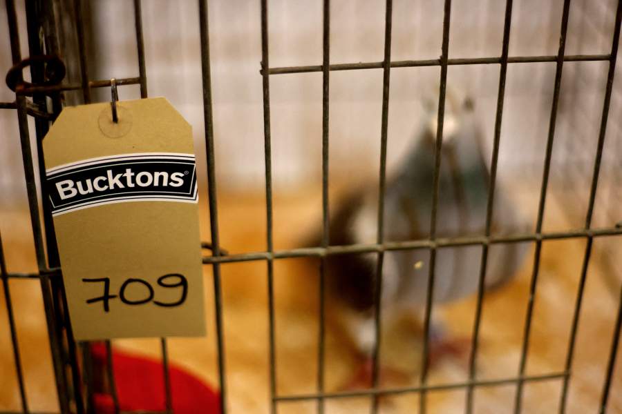 Международная выставка почтовых голубей «Homing Pigeon World Show»