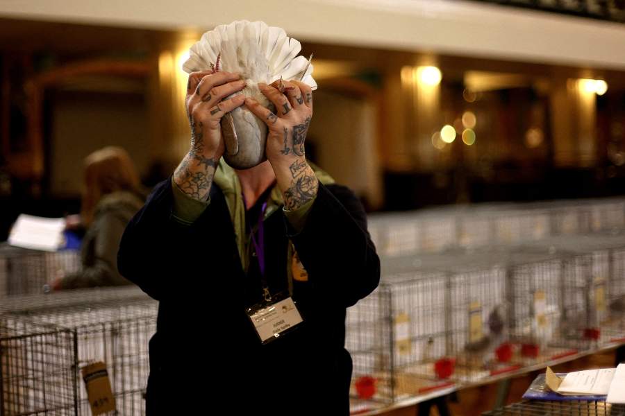 Международная выставка почтовых голубей «Homing Pigeon World Show»