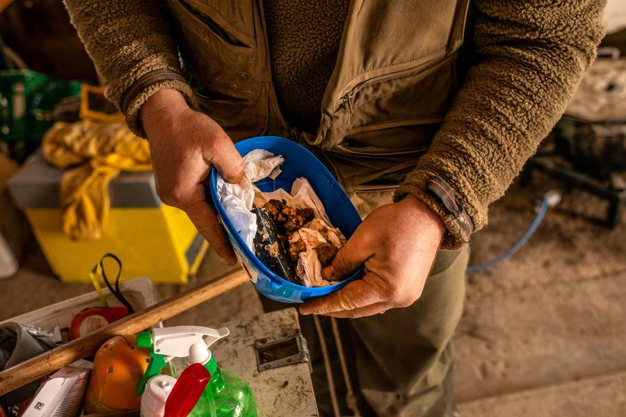 Как охотятся за трюфелями в итальянской провинции