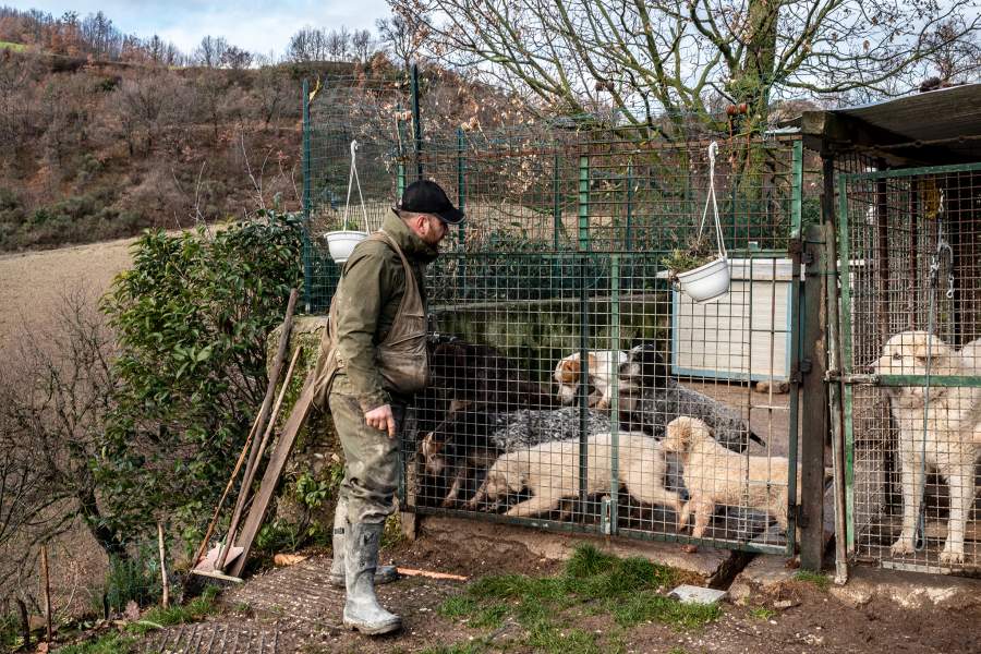 Как охотятся за трюфелями в итальянской провинции