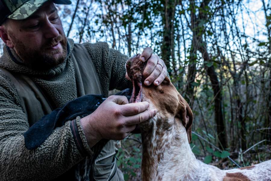 Как охотятся за трюфелями в итальянской провинции