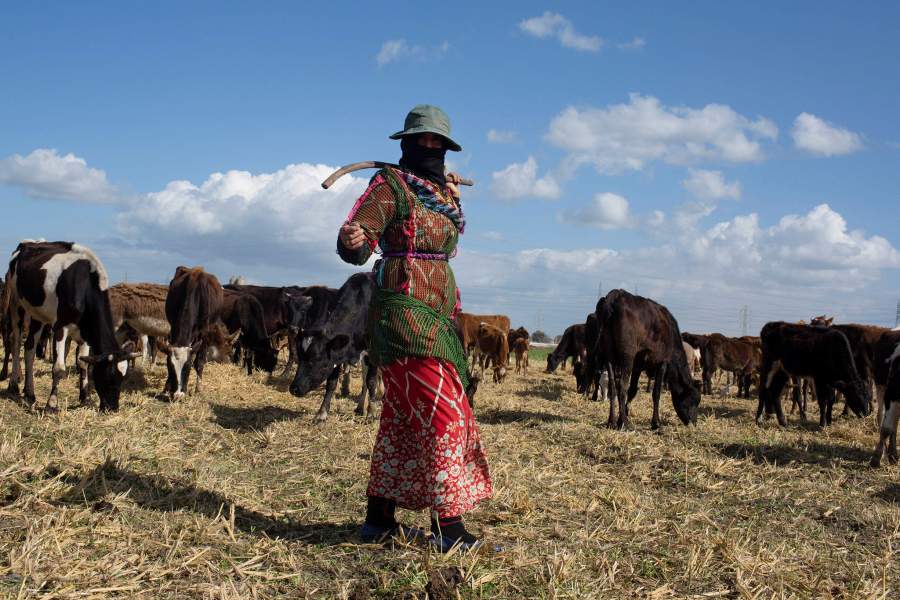 Жизнь бедуинов в египетской провинции Кафр-эль-Шейх