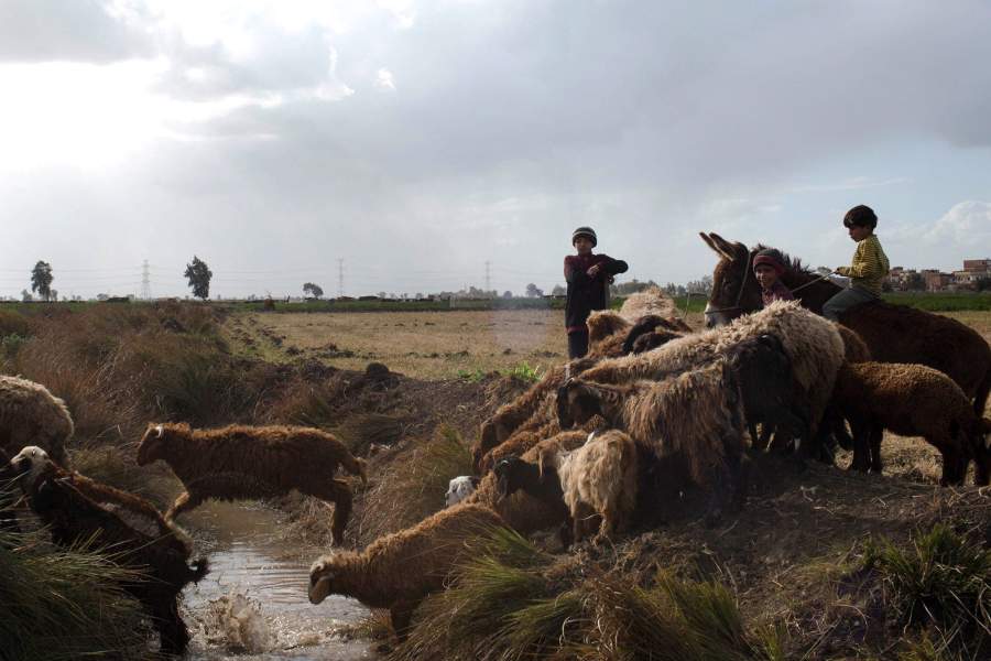 Жизнь бедуинов в египетской провинции Кафр-эль-Шейх