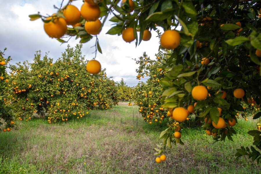 Древний Алеппо налаживает мирную жизнь