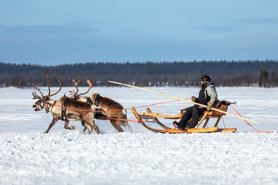 Олени сельскохозяйственного производственного кооператива «Тундра» в Мурманской области