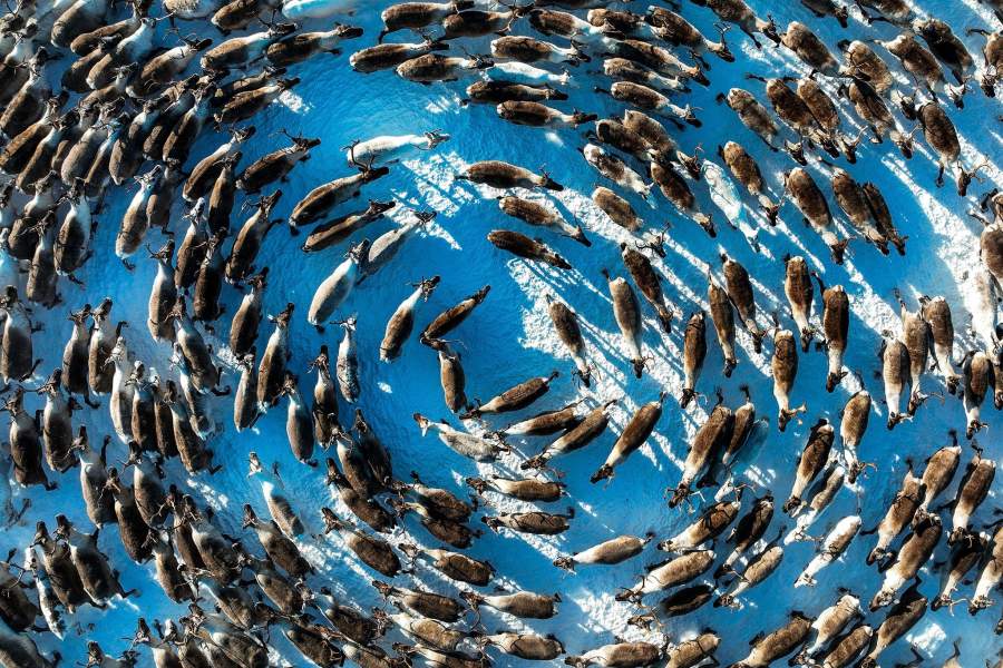 Олени сельскохозяйственного производственного кооператива «Тундра» в Мурманской области