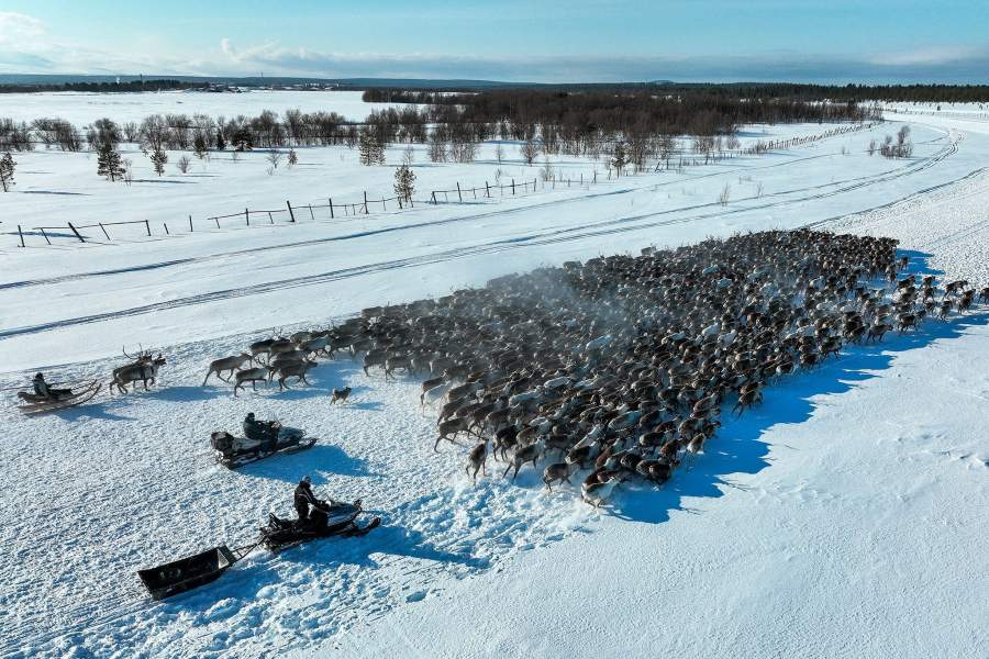 Олени сельскохозяйственного производственного кооператива «Тундра» в Мурманской области