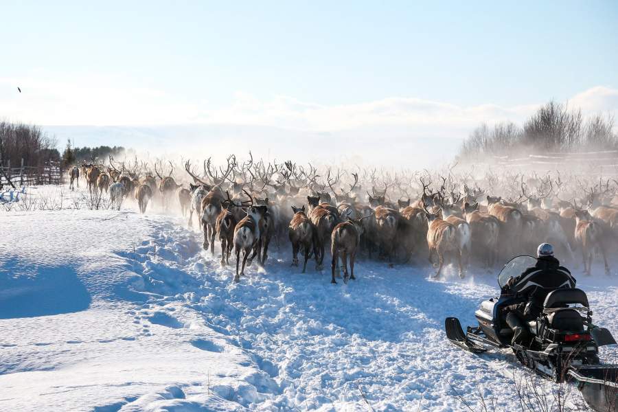 Олени сельскохозяйственного производственного кооператива «Тундра» в Мурманской области