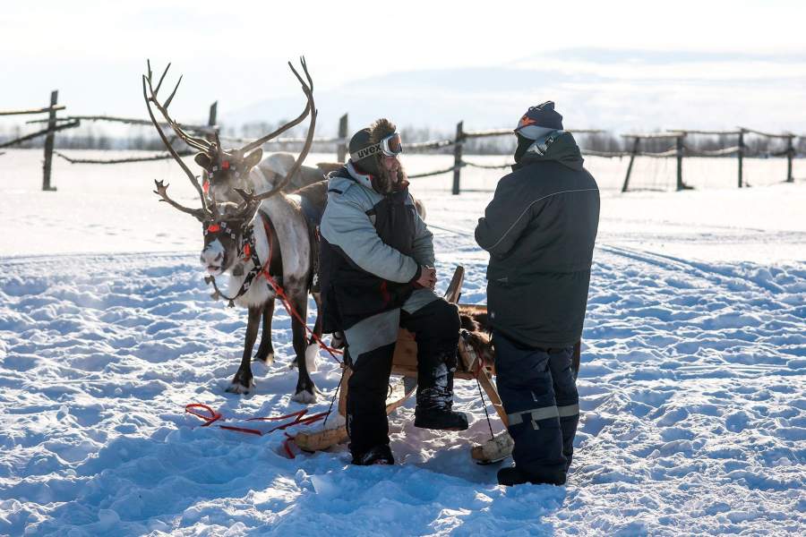 Олени сельскохозяйственного производственного кооператива «Тундра» в Мурманской области