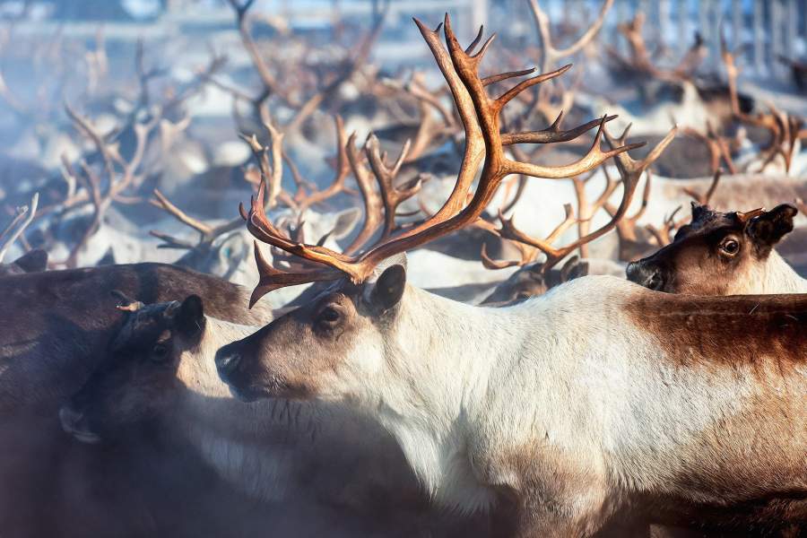 Олени сельскохозяйственного производственного кооператива «Тундра» в Мурманской области