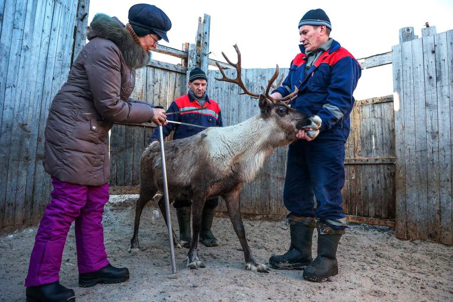 Экстерьерная оценка популяции северного оленя на соответствие породы в сельскохозяйственном производственном кооперативе «Тундра» в Мурманской области