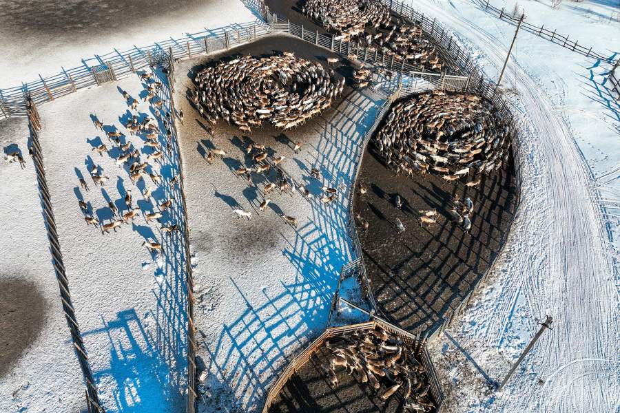 Олени сельскохозяйственного производственного кооператива «Тундра» в Мурманской области