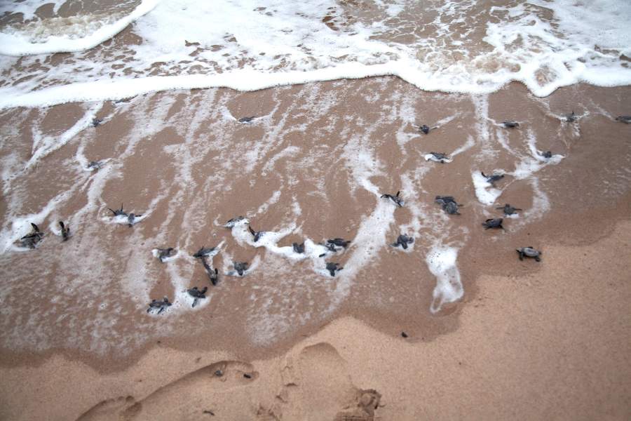 Как в Конго помогают выжить морским черепахам на исчезающем побережье