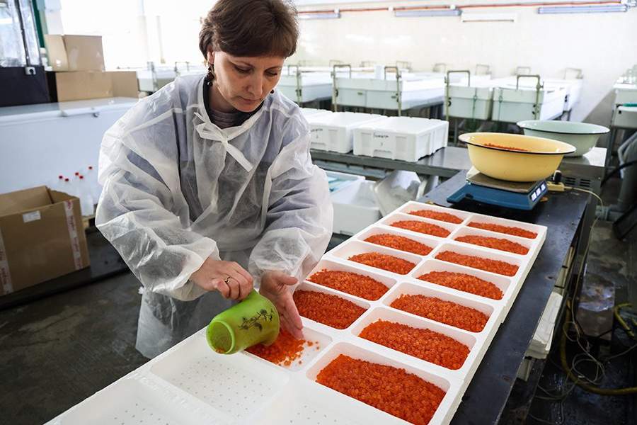 Как работает племенной форелеводческий завод "Адлер" в Сочи