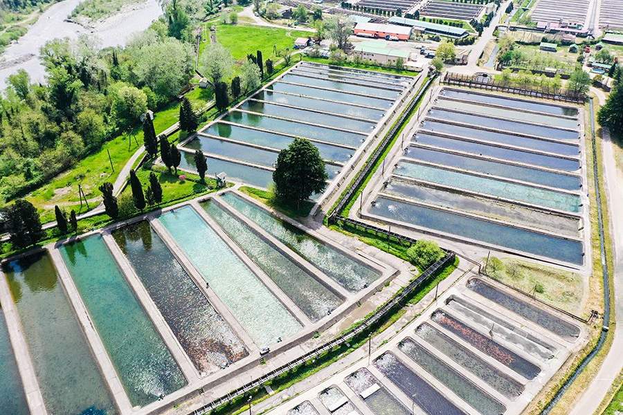 Как работает племенной форелеводческий завод "Адлер" в Сочи