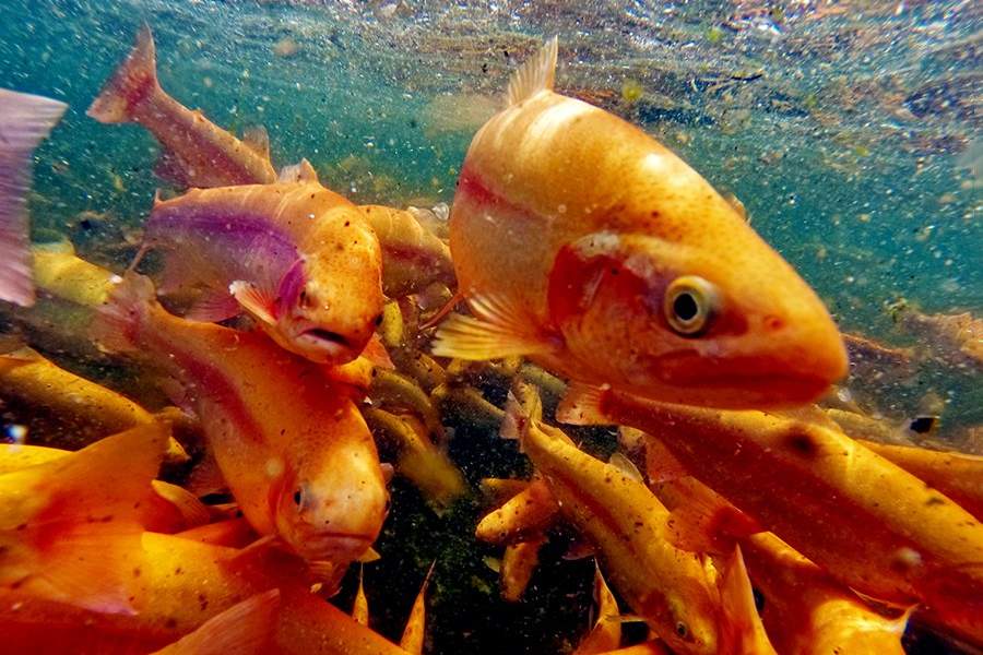 Как работает племенной форелеводческий завод "Адлер" в Сочи