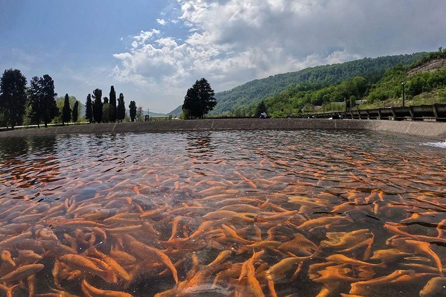 Как работает племенной форелеводческий завод "Адлер" в Сочи