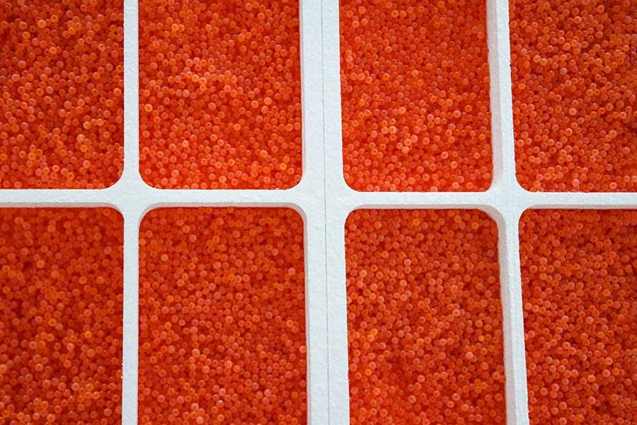 Как работает племенной форелеводческий завод "Адлер" в Сочи