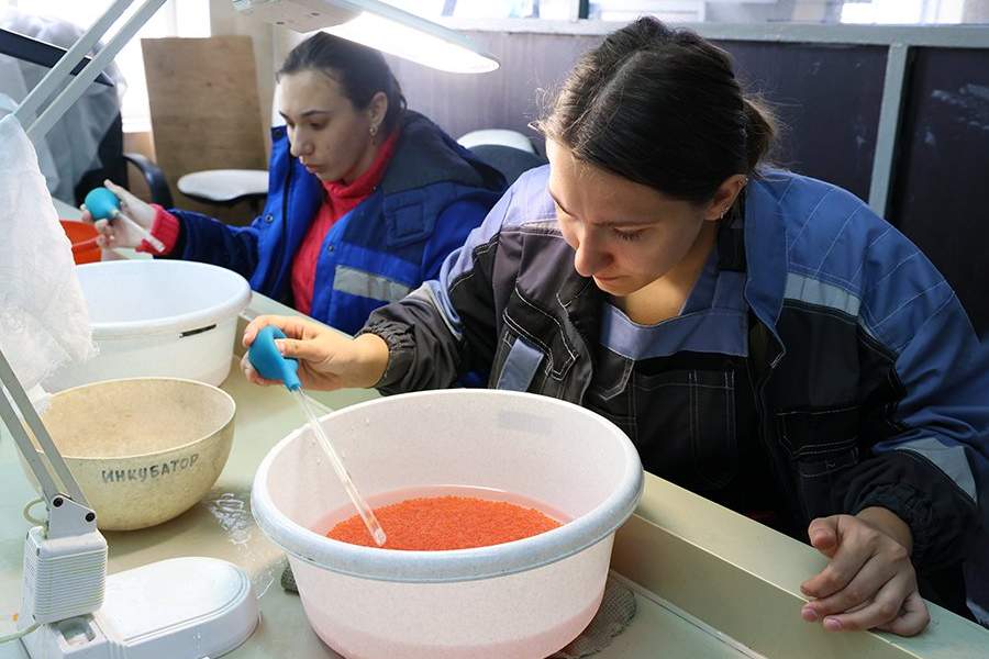 Как работает племенной форелеводческий завод "Адлер" в Сочи