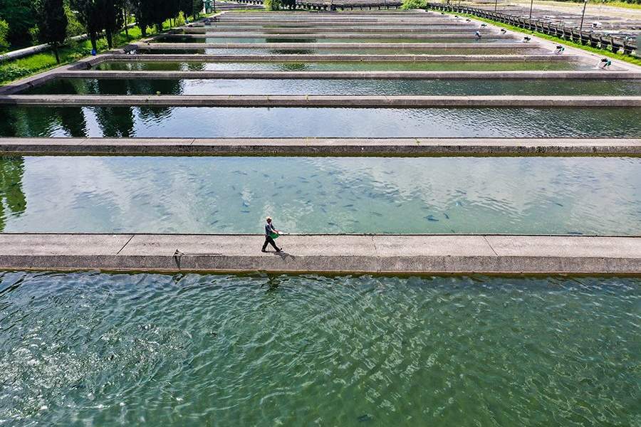 Как работает племенной форелеводческий завод "Адлер" в Сочи