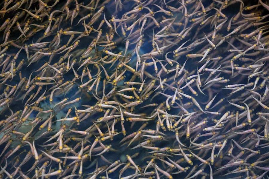 Как работает племенной форелеводческий завод "Адлер" в Сочи