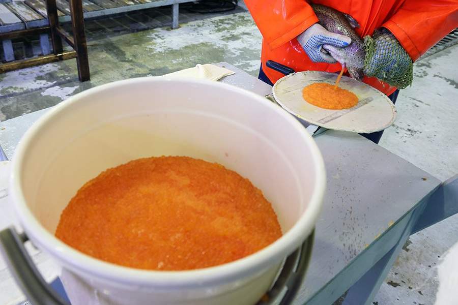 Как работает племенной форелеводческий завод "Адлер" в Сочи