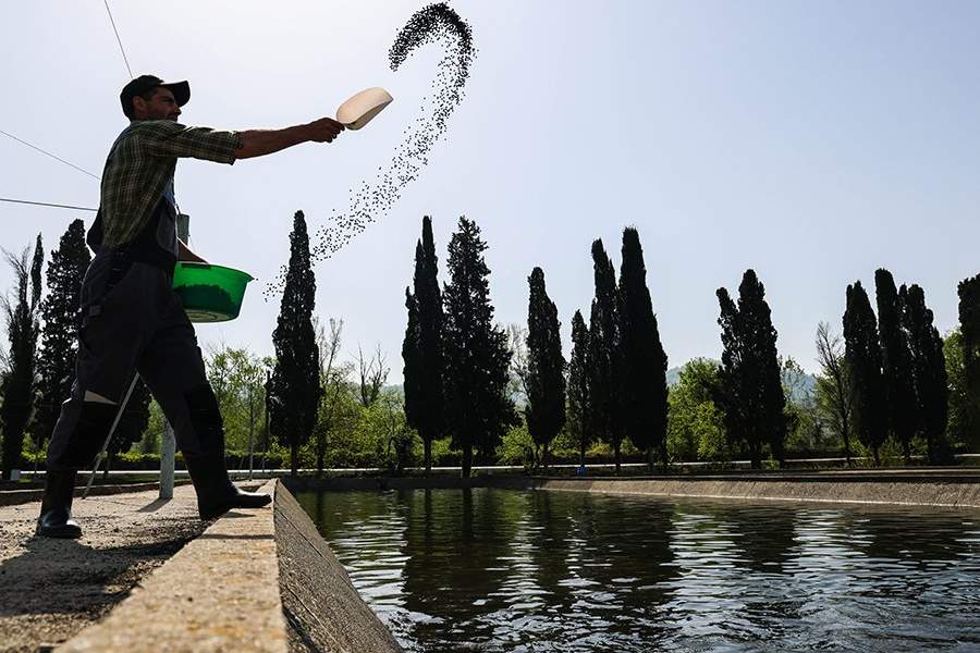 Как работает племенной форелеводческий завод "Адлер" в Сочи