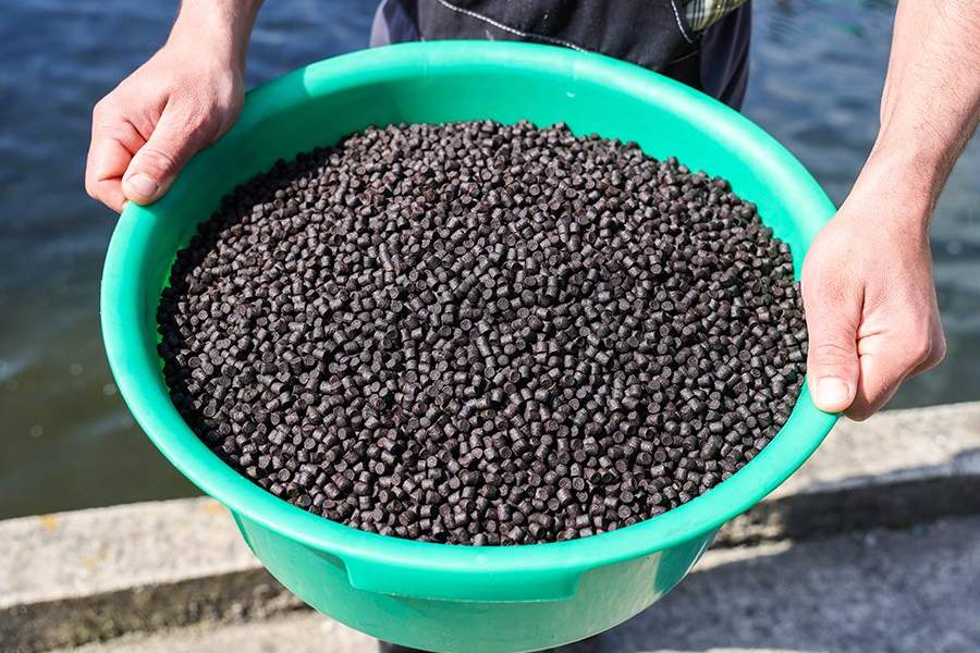 Как работает племенной форелеводческий завод "Адлер" в Сочи