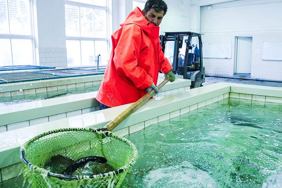 Как работает племенной форелеводческий завод "Адлер" в Сочи