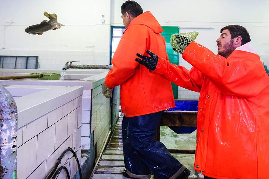 Как работает племенной форелеводческий завод "Адлер" в Сочи