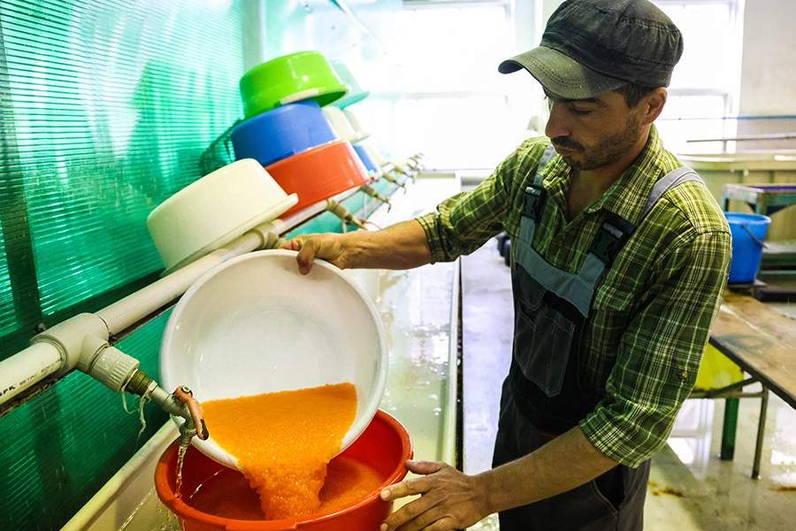 Как работает племенной форелеводческий завод "Адлер" в Сочи