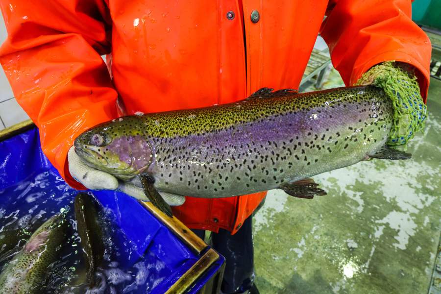 Как работает племенной форелеводческий завод "Адлер" в Сочи