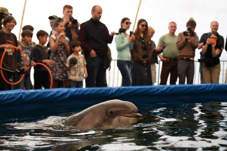 Дельфин в дельфинарии "Акварель" 