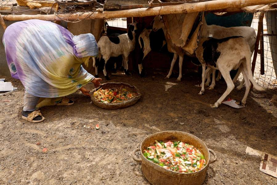 A Sahrawi woman feeds her goats