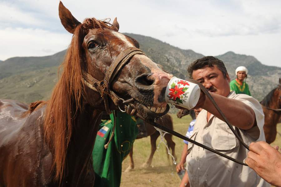 Как играют в кок бору жители Горного Алтая