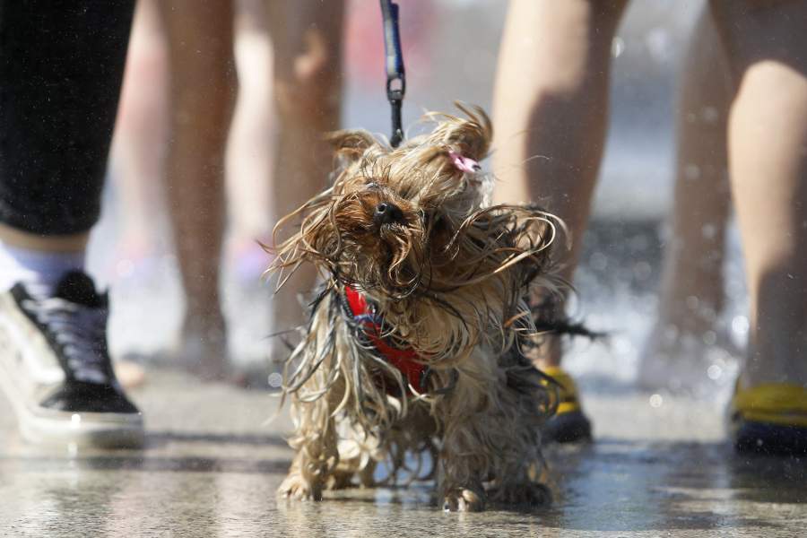 Жара в России