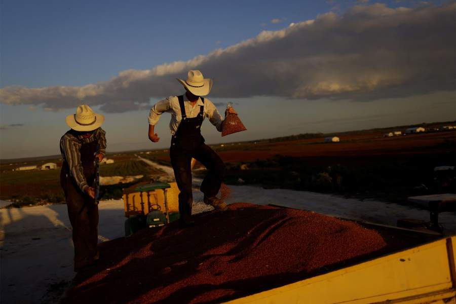 Жизнь меннонитов