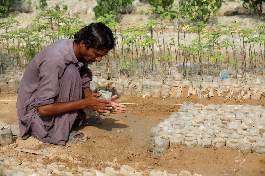 Озеленение Пакистана