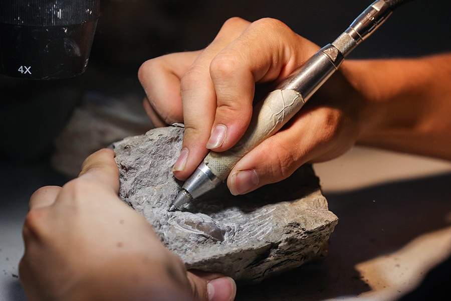 Открылся первый в России палеонтологический парк