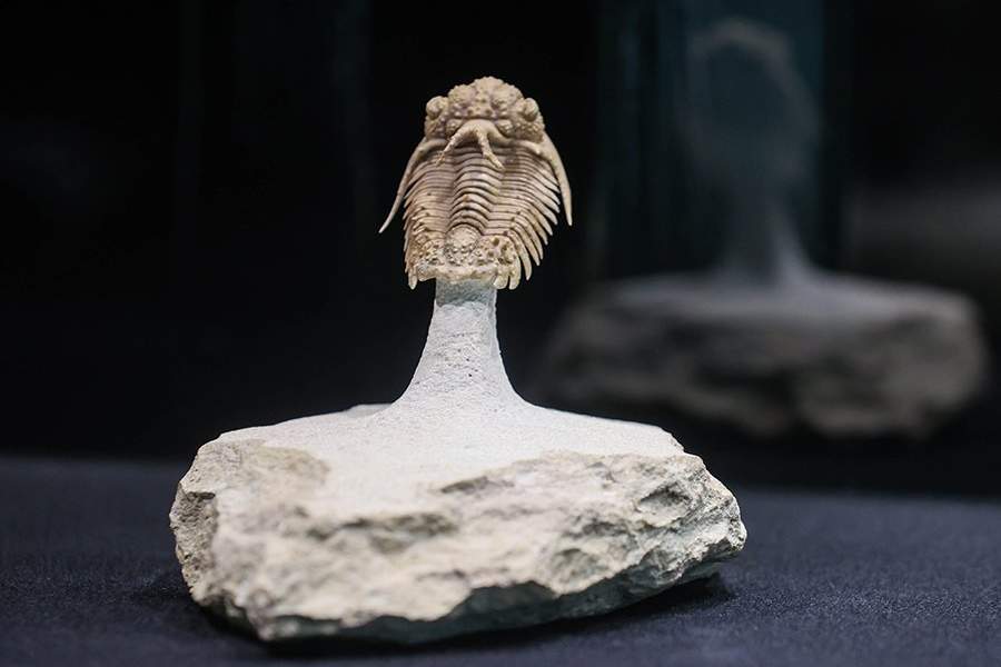 Открылся первый в России палеонтологический парк