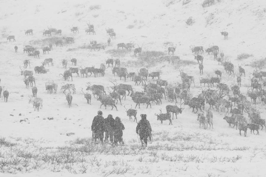 Жизнь и быт оленеводов на Камчатке