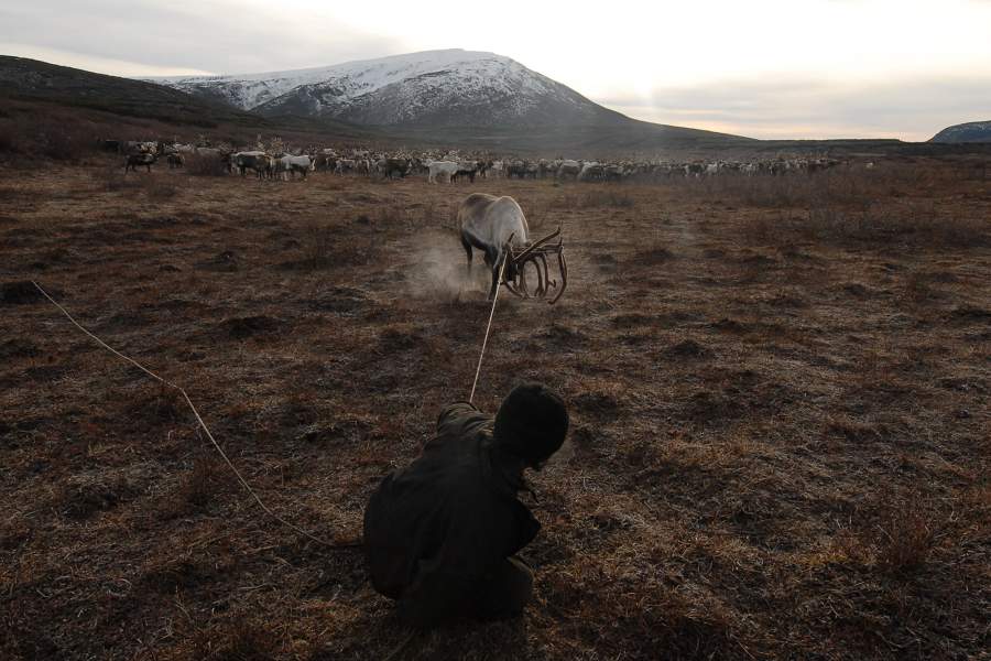 Жизнь и быт оленеводов на Камчатке