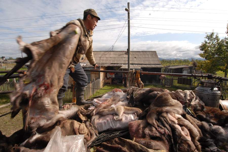 Жизнь и быт оленеводов на Камчатке