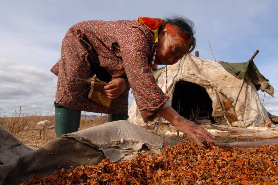 Жизнь и быт оленеводов на Камчатке