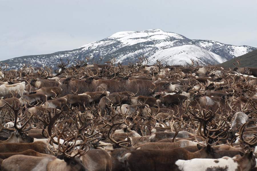 Жизнь и быт оленеводов на Камчатке