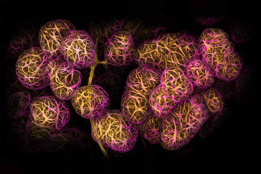 Nikon Small World 2022